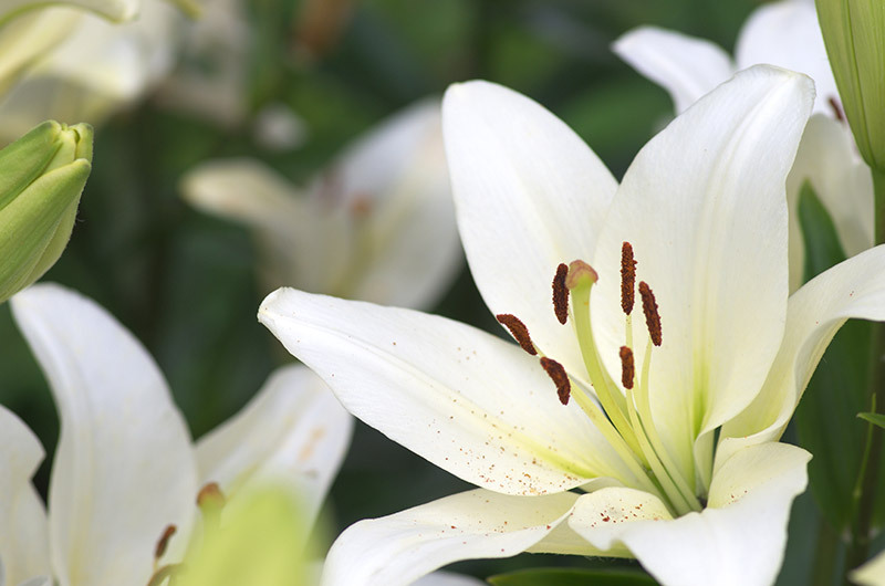 lilies
