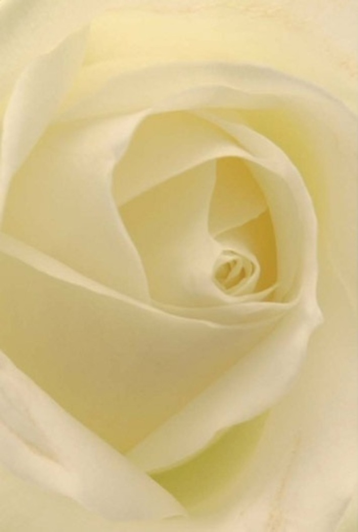 Viewed from a florist's lens in Ickenham, this traditional white rose reveals layers of peace and refinement, as its petals unfurl in perfect unison like an emblem of nature's serenity. Shades of white blend into gentle creams along each soft, sculpted edge, all bathed in serene light as though the flower glows softly from within-invoking the clear air and gentle ambiance that define Ickenham. The rose's elegantly spiraled heart speaks of purity and quiet strength, making it an exceptional gesture for moments spanning romance, reconciliation, or celebration-perhaps gracing the tables at a wedding in St Giles' Church, or expressing love through a simple act of kindness. Variations in shadow and hue create a dynamic sense of depth, while the intricate form highlights the expertise of a florist attuned to both nature's order and the rhythm of local tradition. The lingering fragrance is one of understated comfort and hope, echoing all that is cherished in Ickenham's tight-knit community. Every element of the rose-its presentation, form, and intention-mirrors both the artistry of floral composition and the heartfelt sentiments shared amongst neighbours.